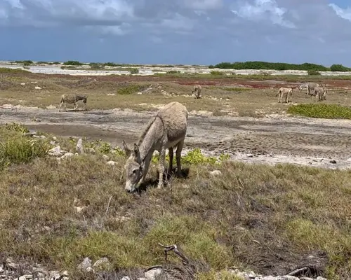 Donkey Sanctuary Bonaire Donkey Sanctuary Bonaire