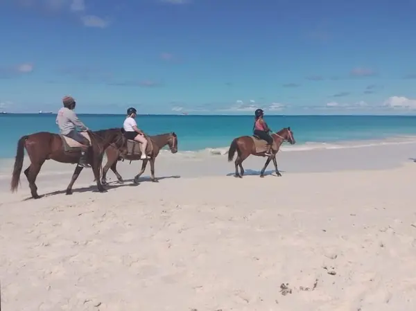 Horse back riding in Antigua Horse back riding in Antigua