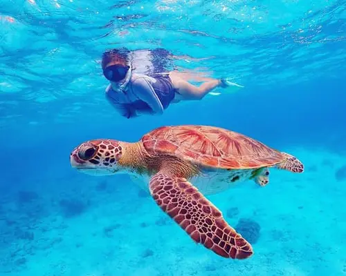 snorkel with turtles in Bonaire snorkel with turtles in Bonaire