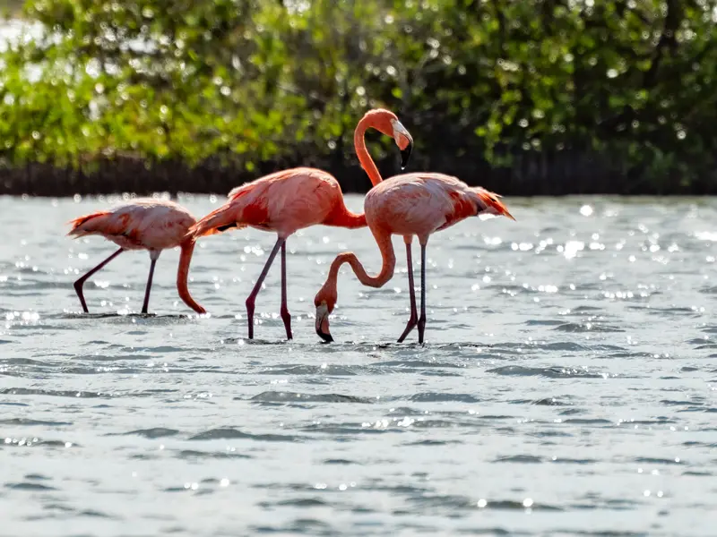 flamingoes jan kok flamingoes jan kok
