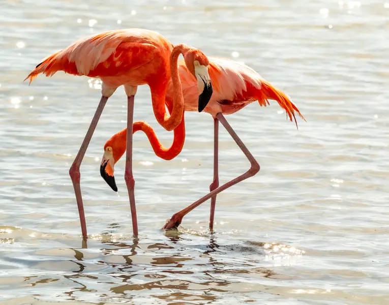 flamingoes flamingoes