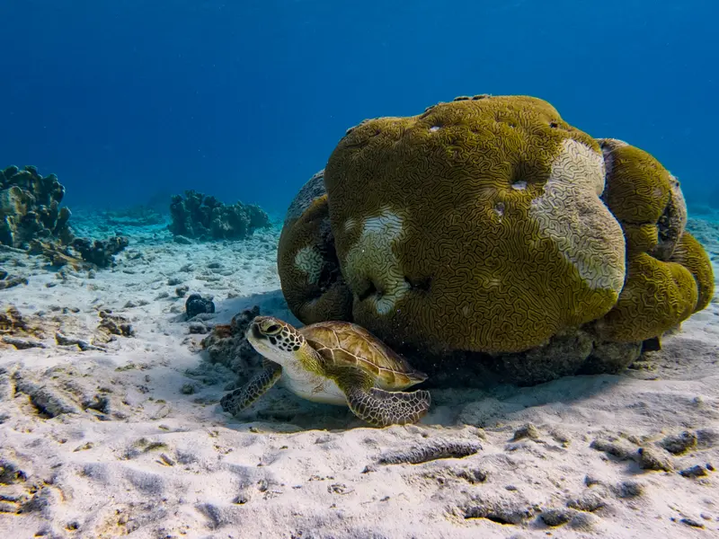 turtle next to coral turtle next to coral